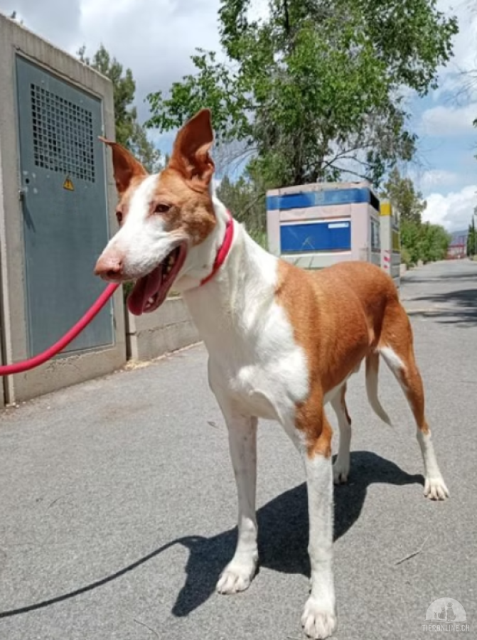 Hunde Ausland