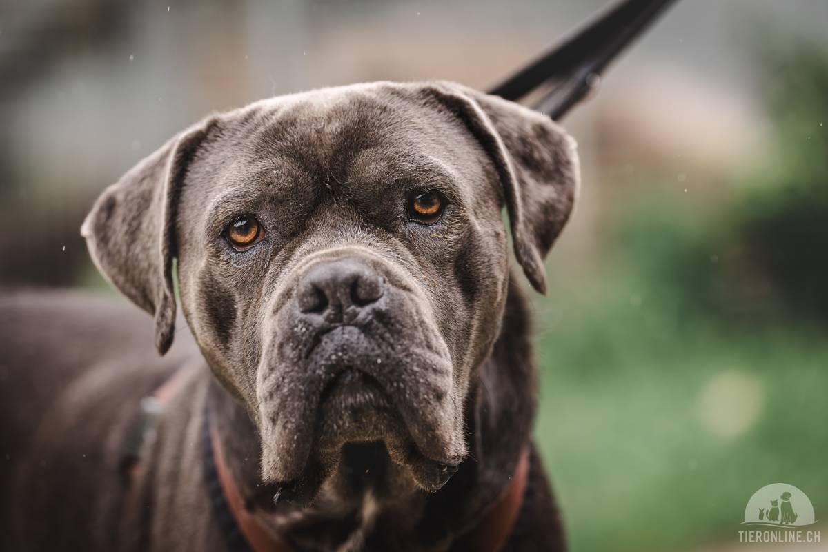 Hunde Schweiz
