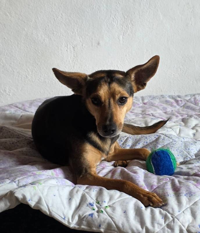 Hunde Ausland