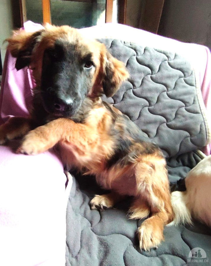 Hunde Ausland