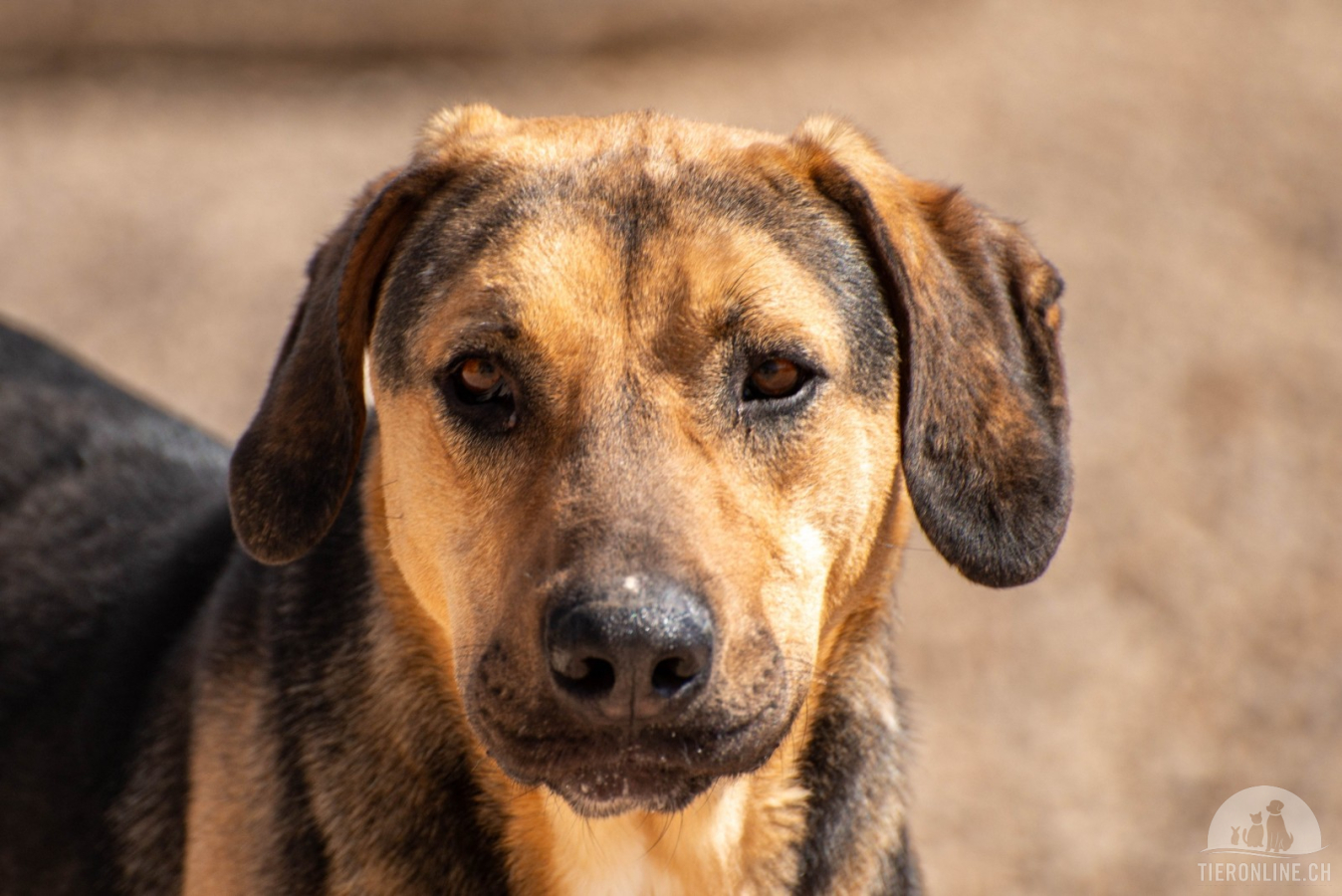 Hunde Ausland