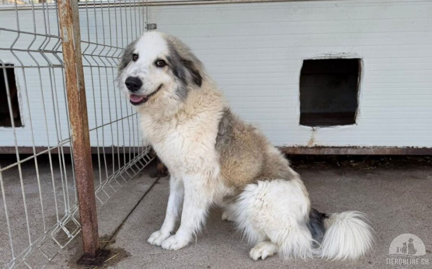 Hunde Ausland