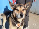 Sportlicher Schäferhund-Mix Robin sucht Zuhause