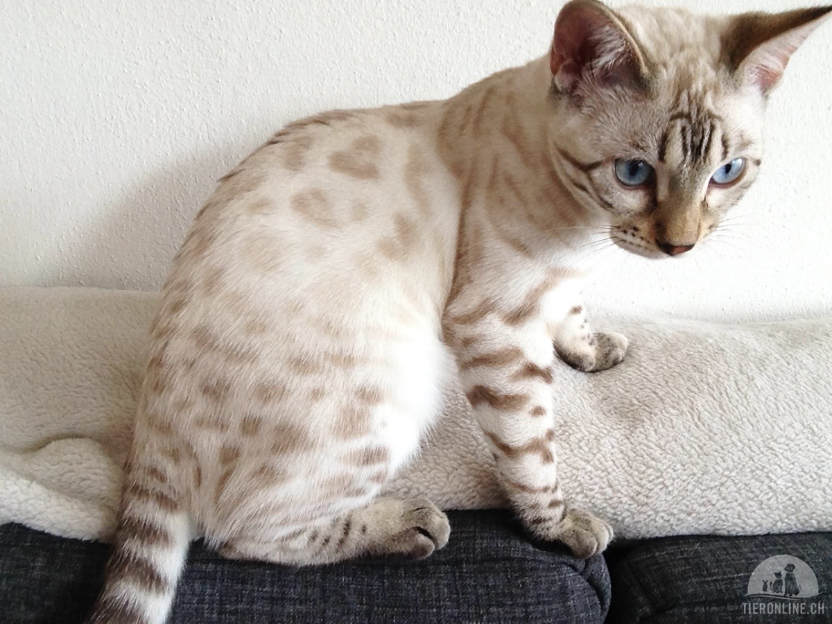 Katzen Schweiz