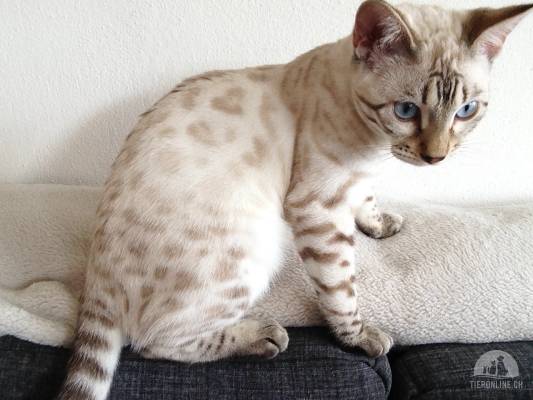 Katzen suchen ein liebevolles Zuhause