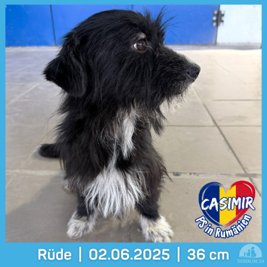 Hunde Ausland