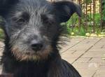 Naya - süßes Terrier-Mix-Mädchen