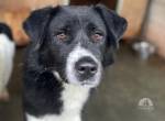 Kuro - sucht sein Zuhause zum Ankommen