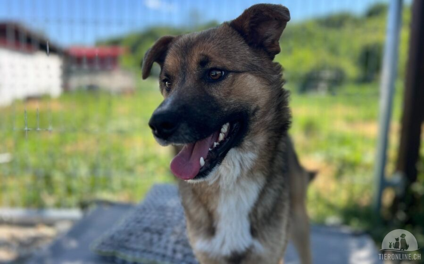 Hunde Ausland