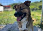 Kyo sucht eine aktive Familie