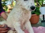 Pearl – kleines Wunder sucht ihre Familie