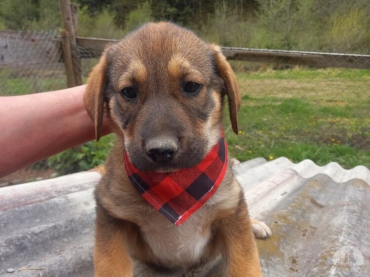 Hunde Ausland