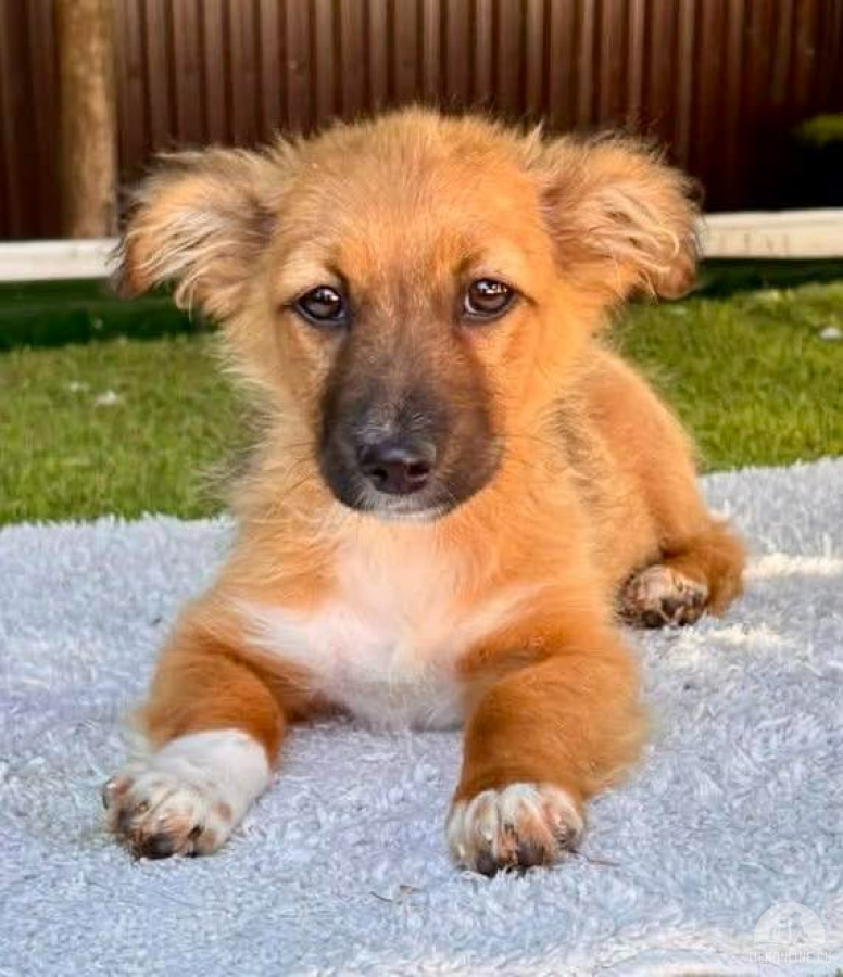Hunde Ausland