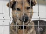 Sefu – ein verschmuster Herzenshund auf der Suche nach seinem Glück 