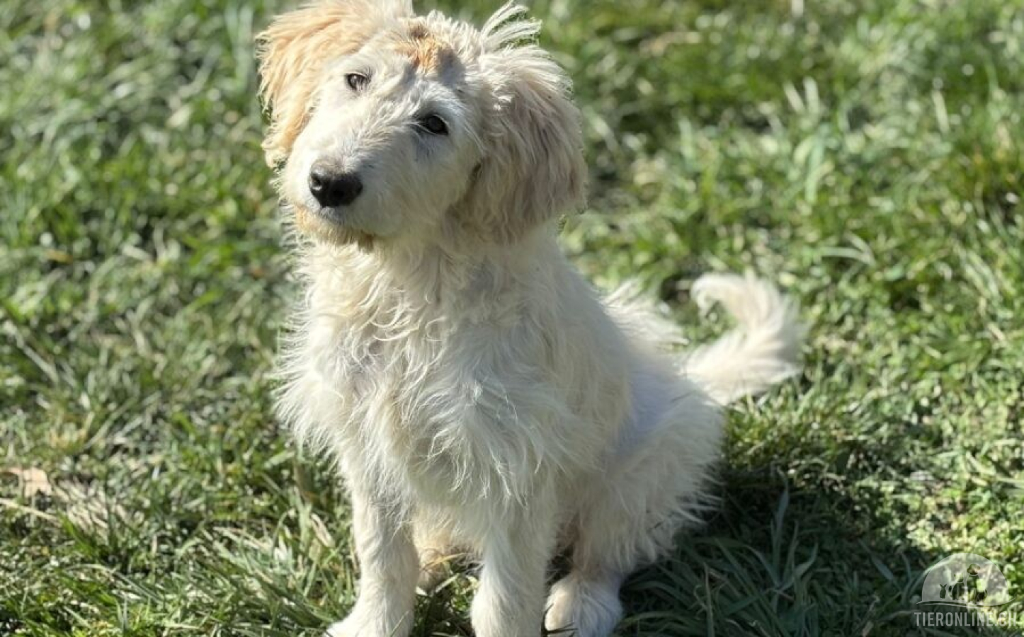 Hunde Ausland