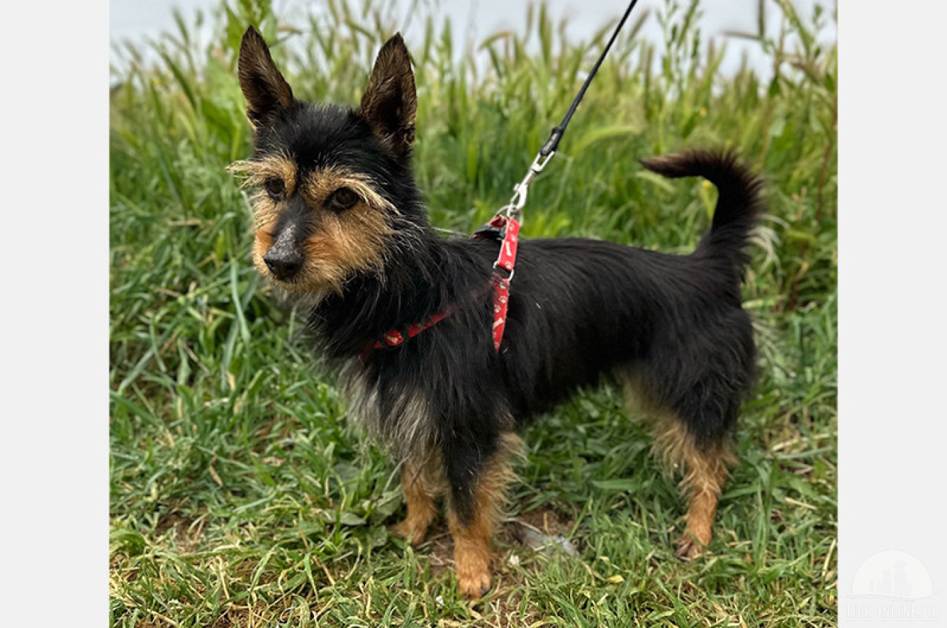 Hunde Ausland
