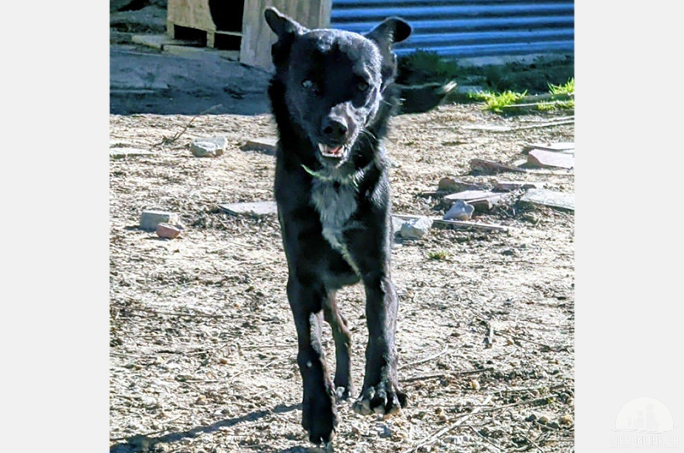 Hunde Ausland