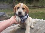 Pupok sucht ein Zuhause