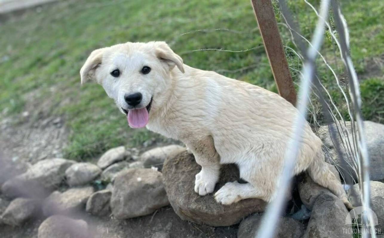 Hunde Ausland