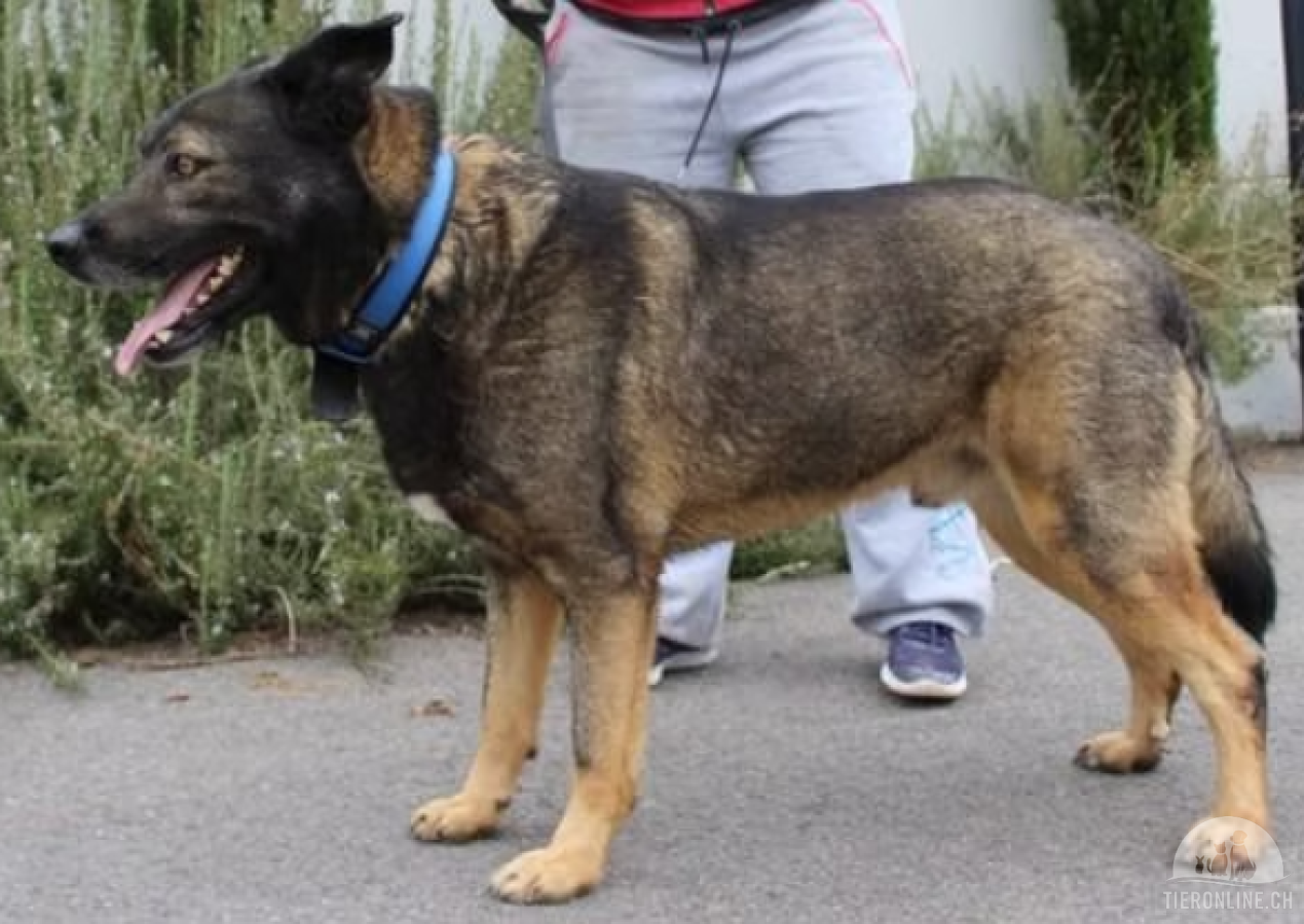 Hunde Ausland