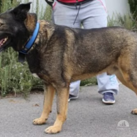 Blues sucht endlich eine Familie