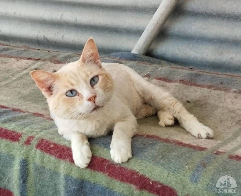 Katzen Ausland