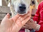 Nala – zierliche, sanfte Hündin sucht erfahrenes Zuhause