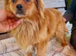 Bailey – kleiner Sonnenschein sucht sein Glück