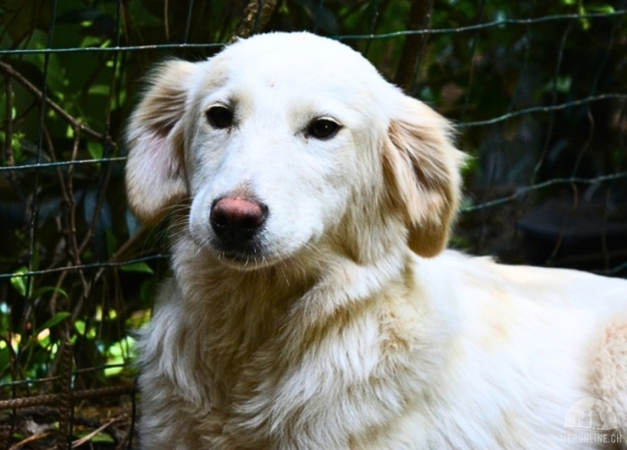 Hunde Ausland