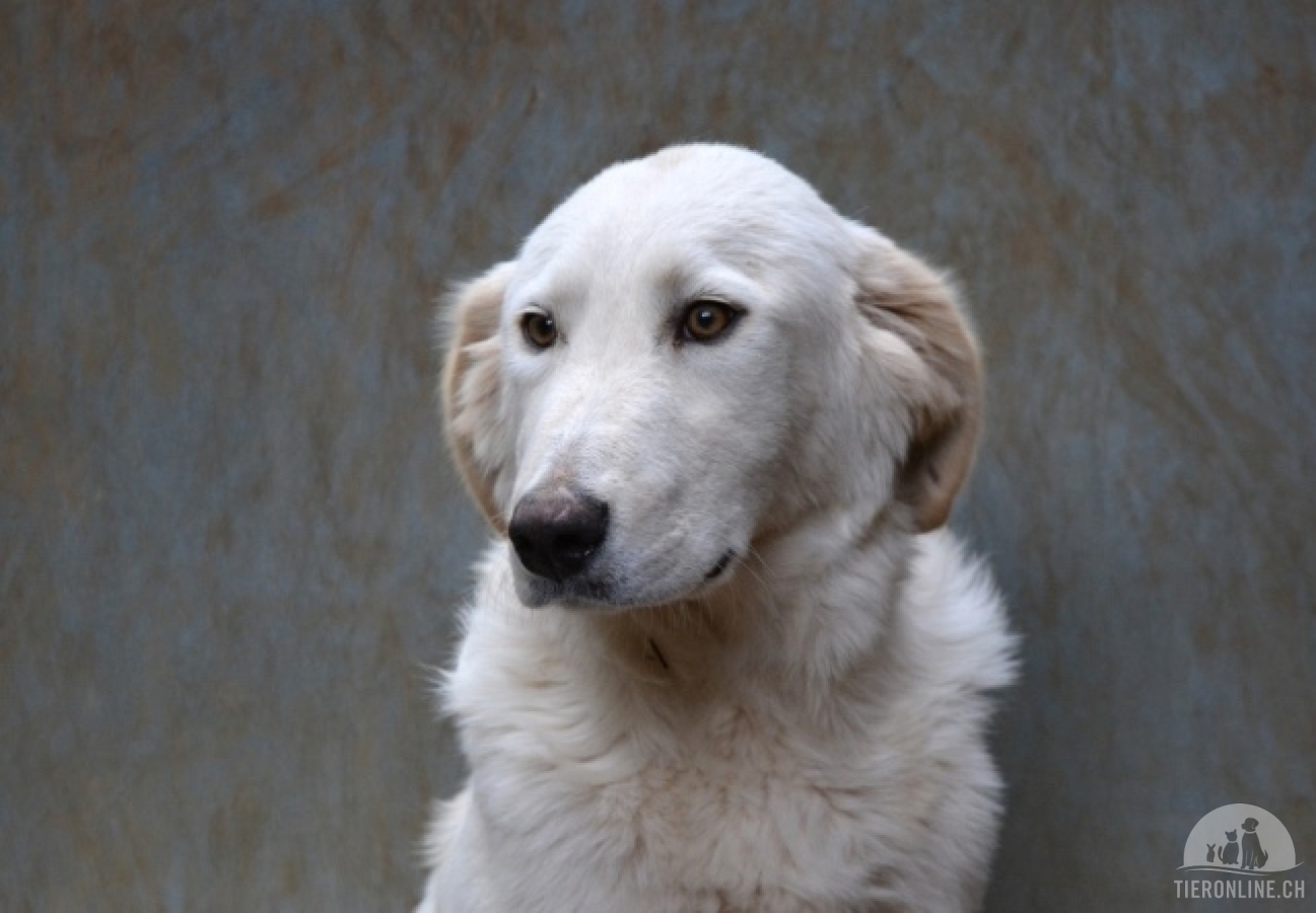 Hunde Ausland