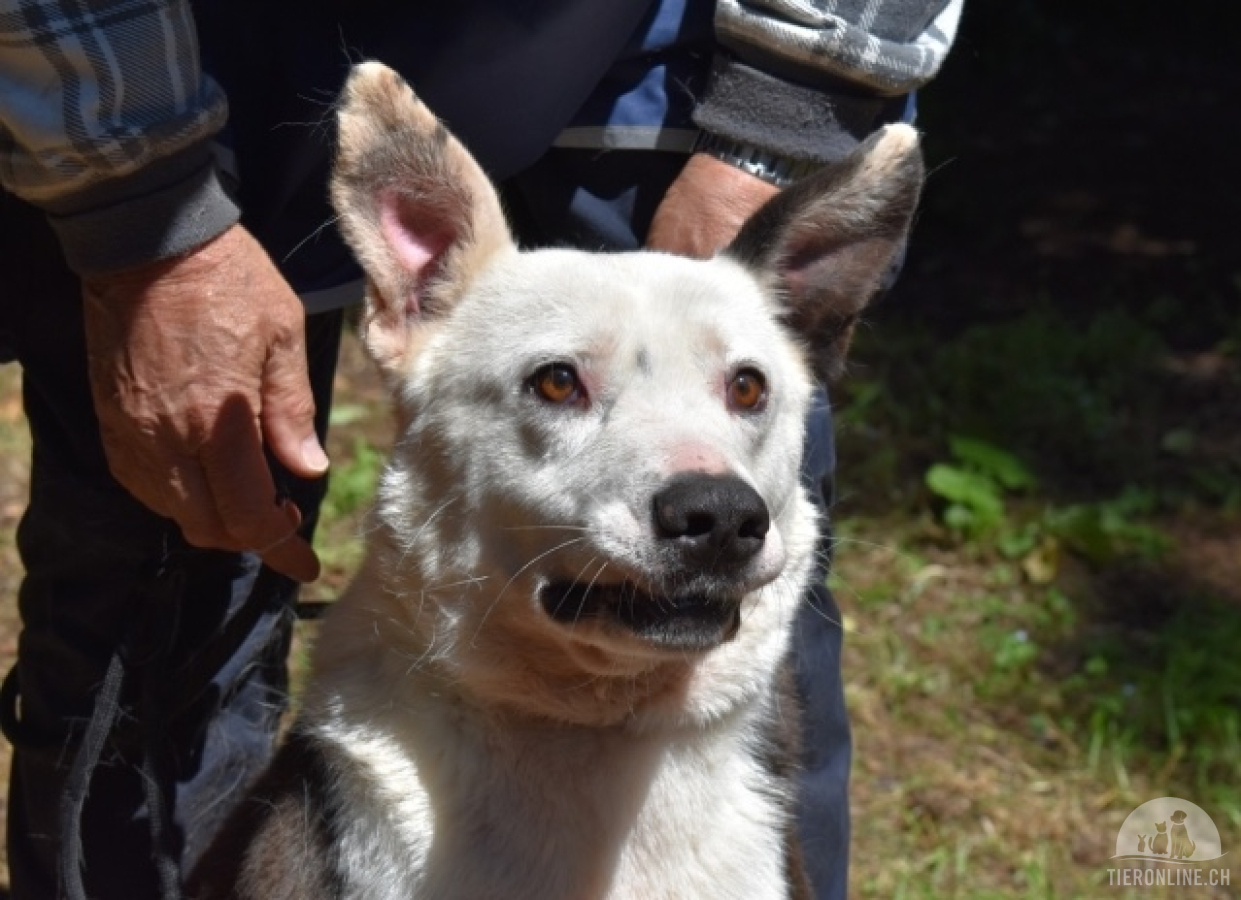 Hunde Ausland