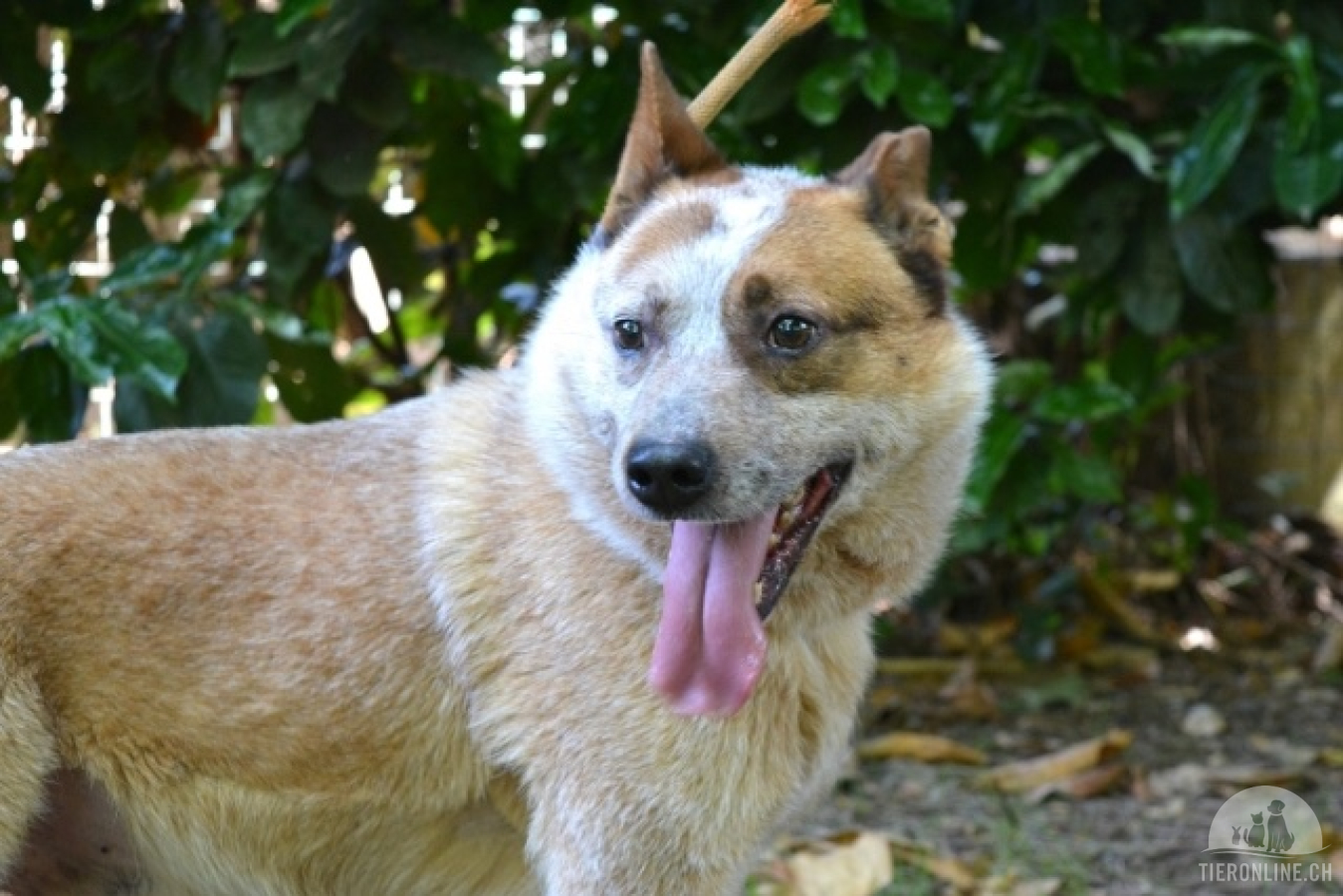 Hunde Ausland
