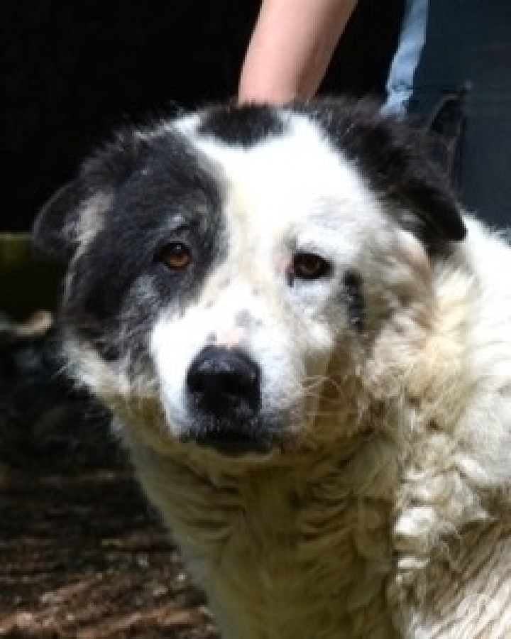 Hunde Ausland