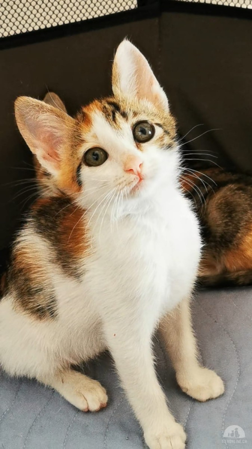 Katzen Ausland