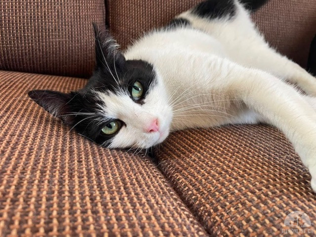 Katzen Ausland