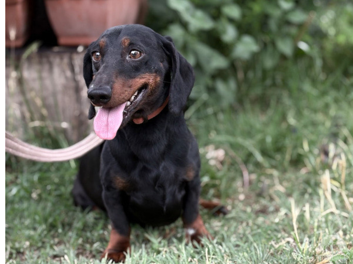 Hunde Ausland