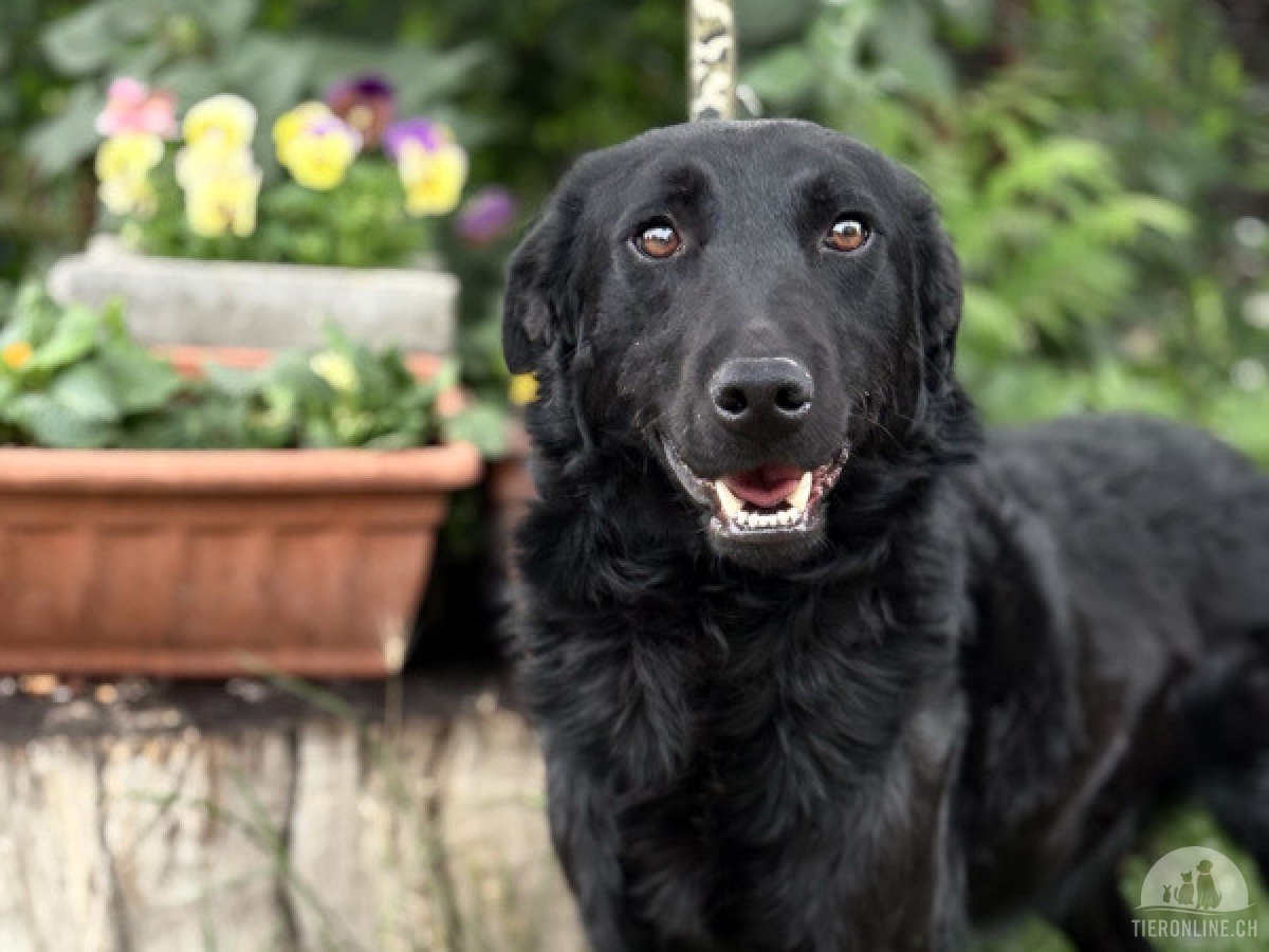 Hunde Ausland