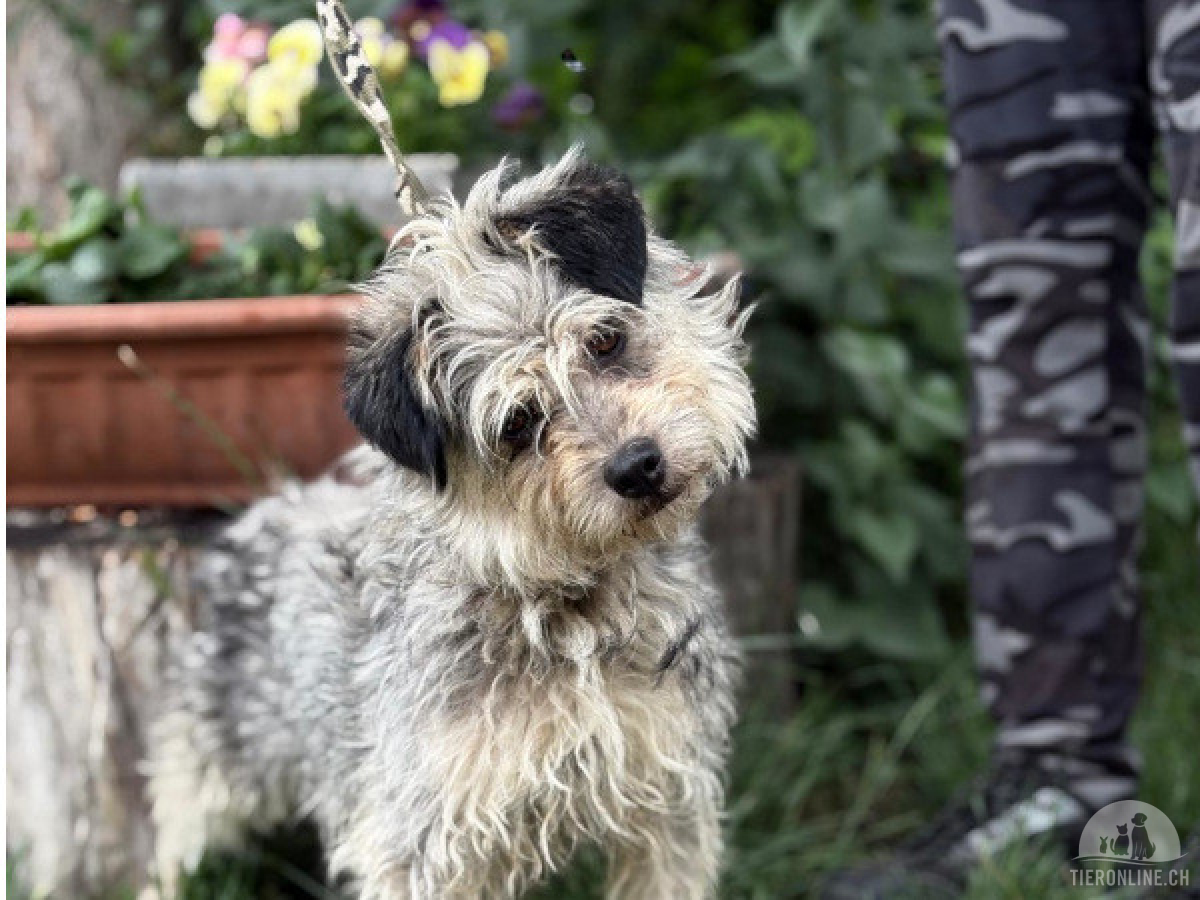 Hunde Ausland