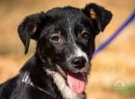 Greta (3-4 Monate) sucht ein Zuhause