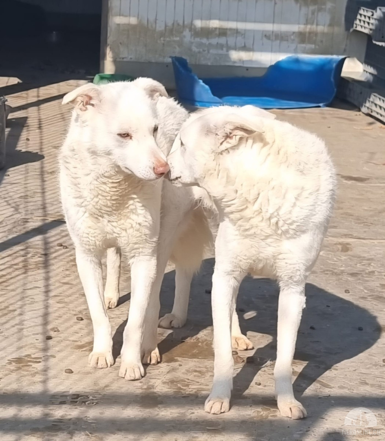 Hunde Ausland