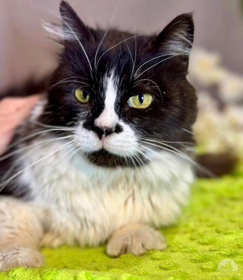 Katzen Ausland