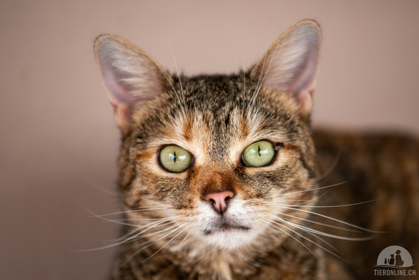 Katzen Ausland