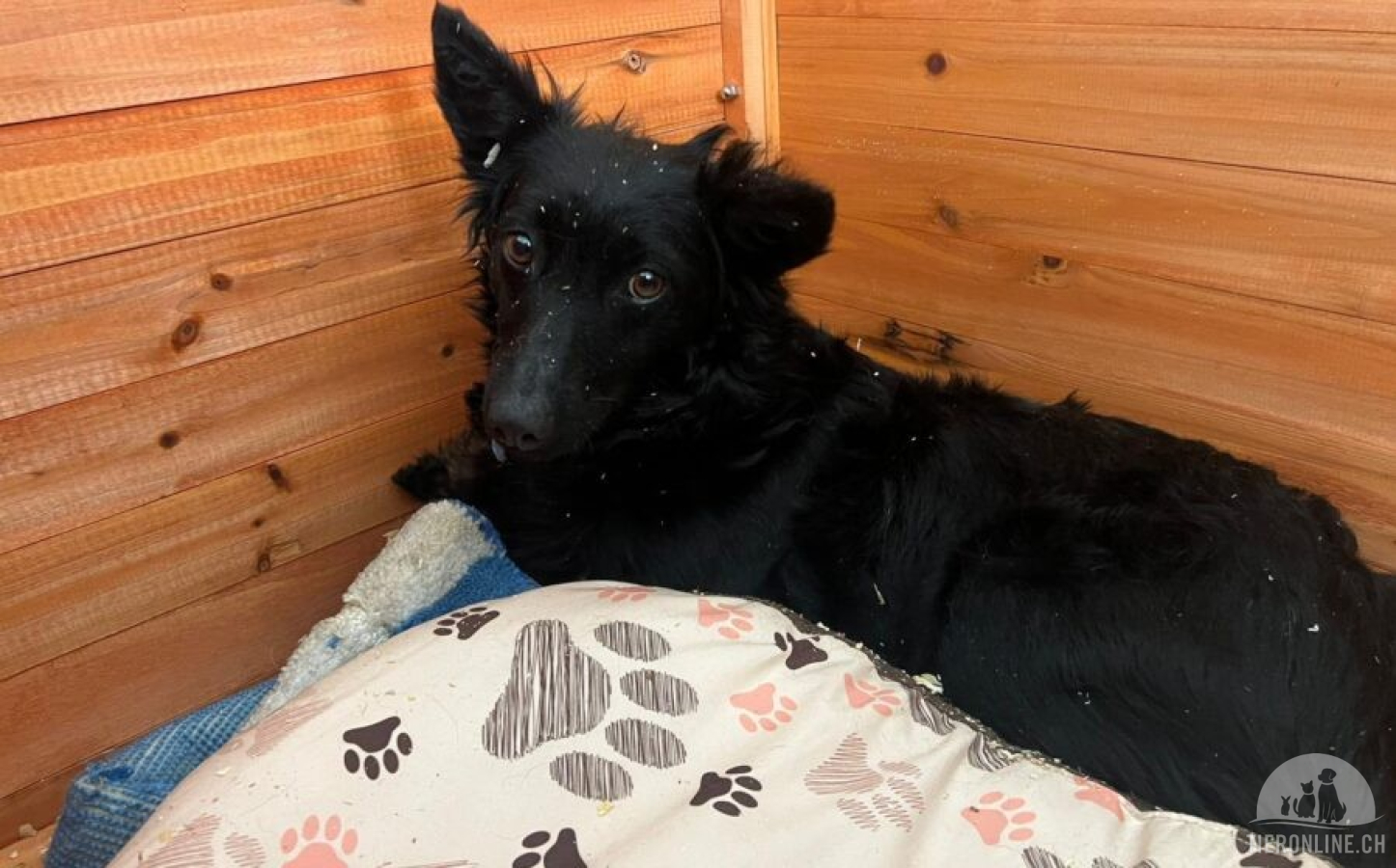 Hunde Ausland