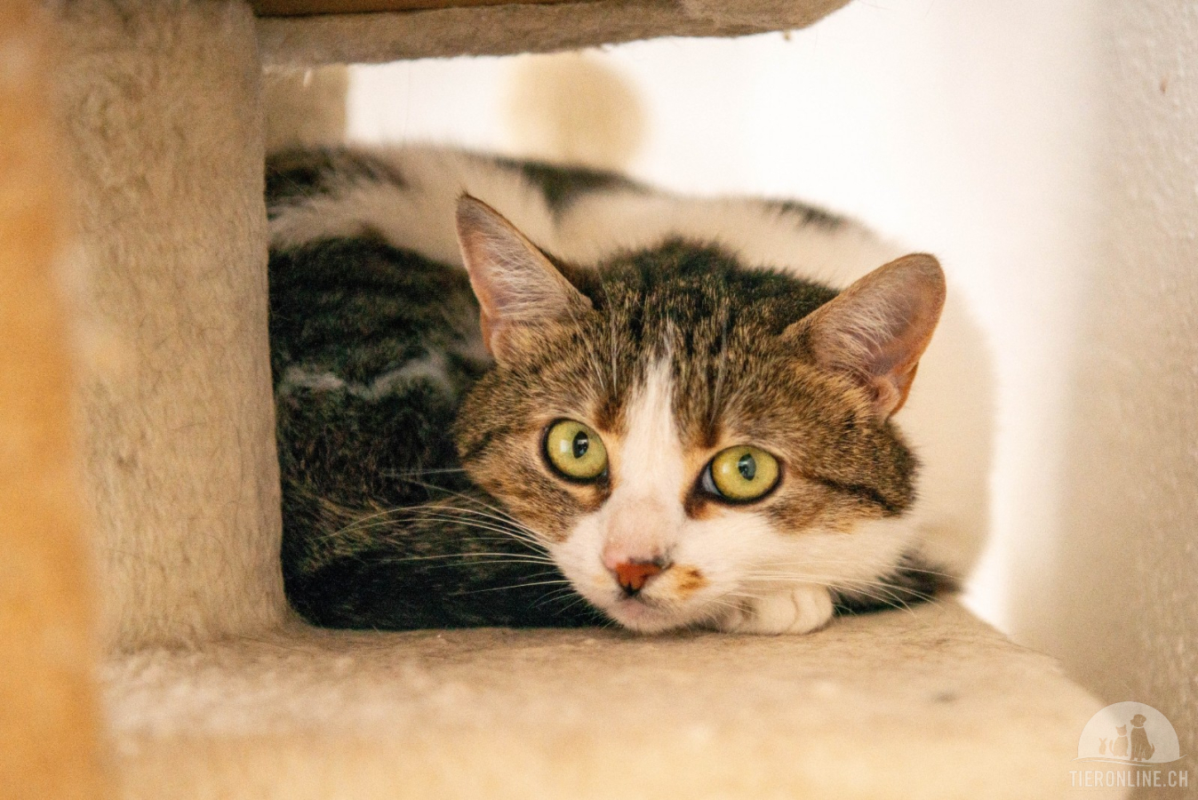 Katzen Ausland