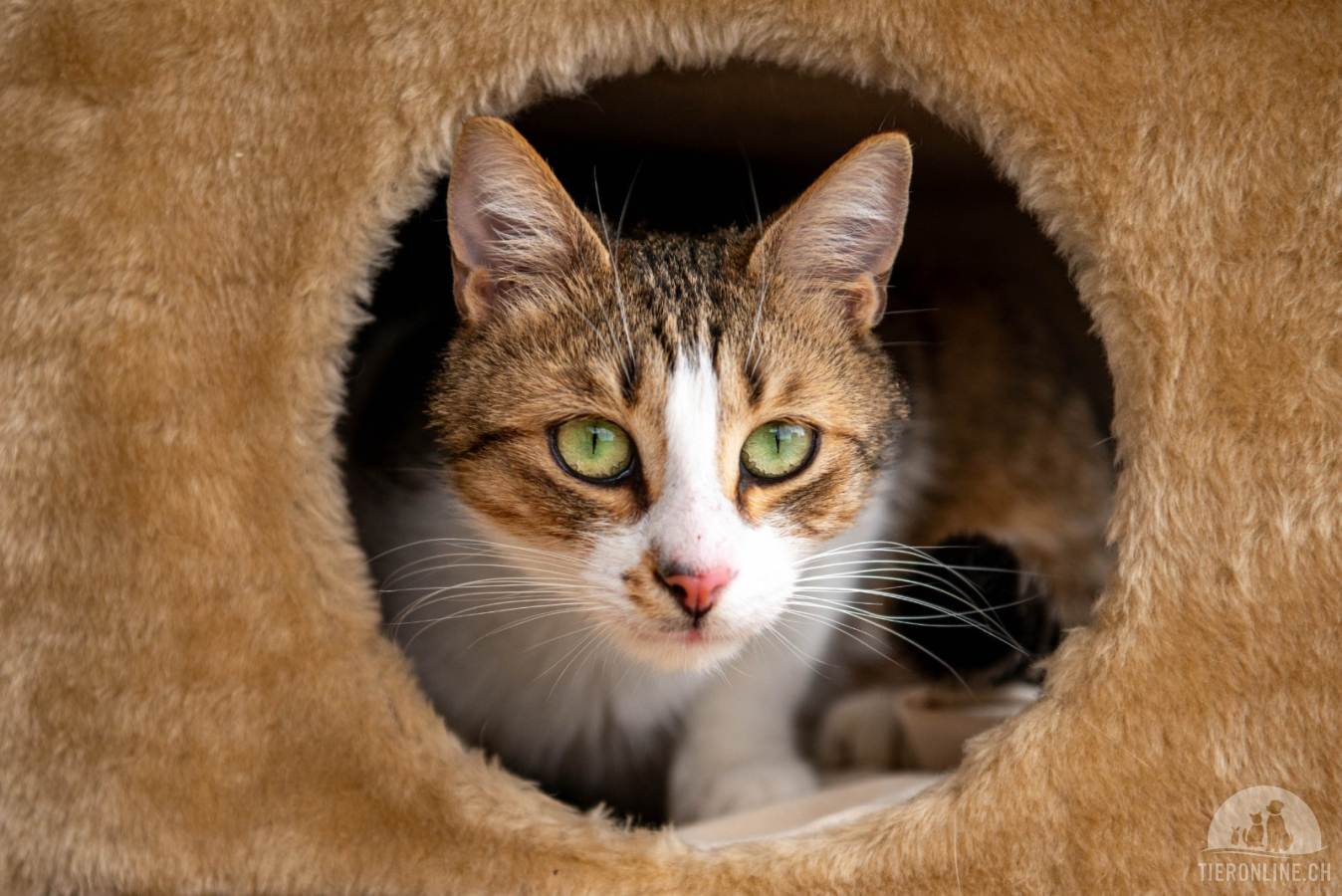 Katzen Ausland