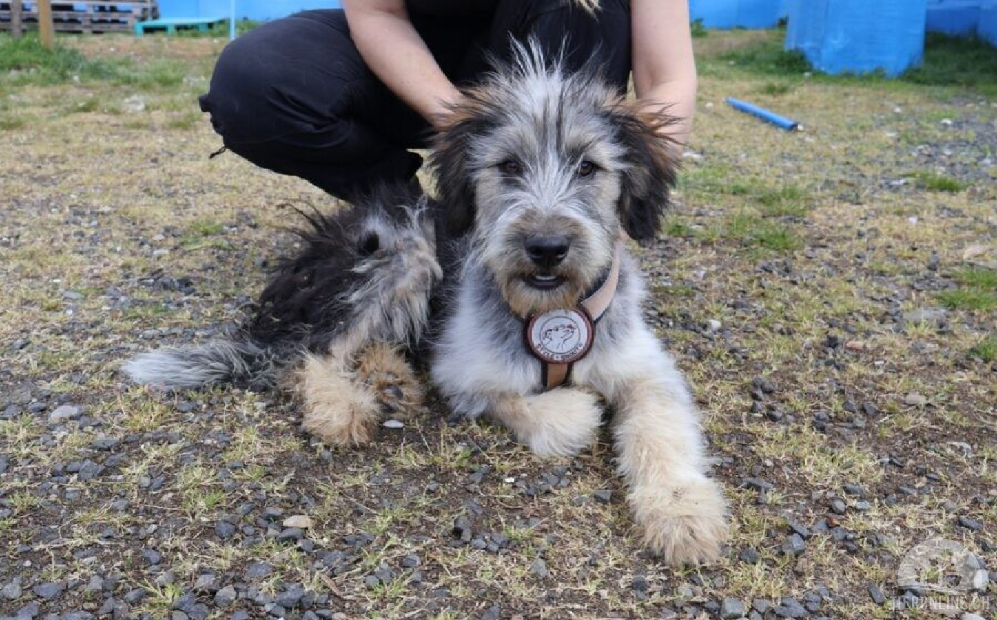 Hunde Ausland