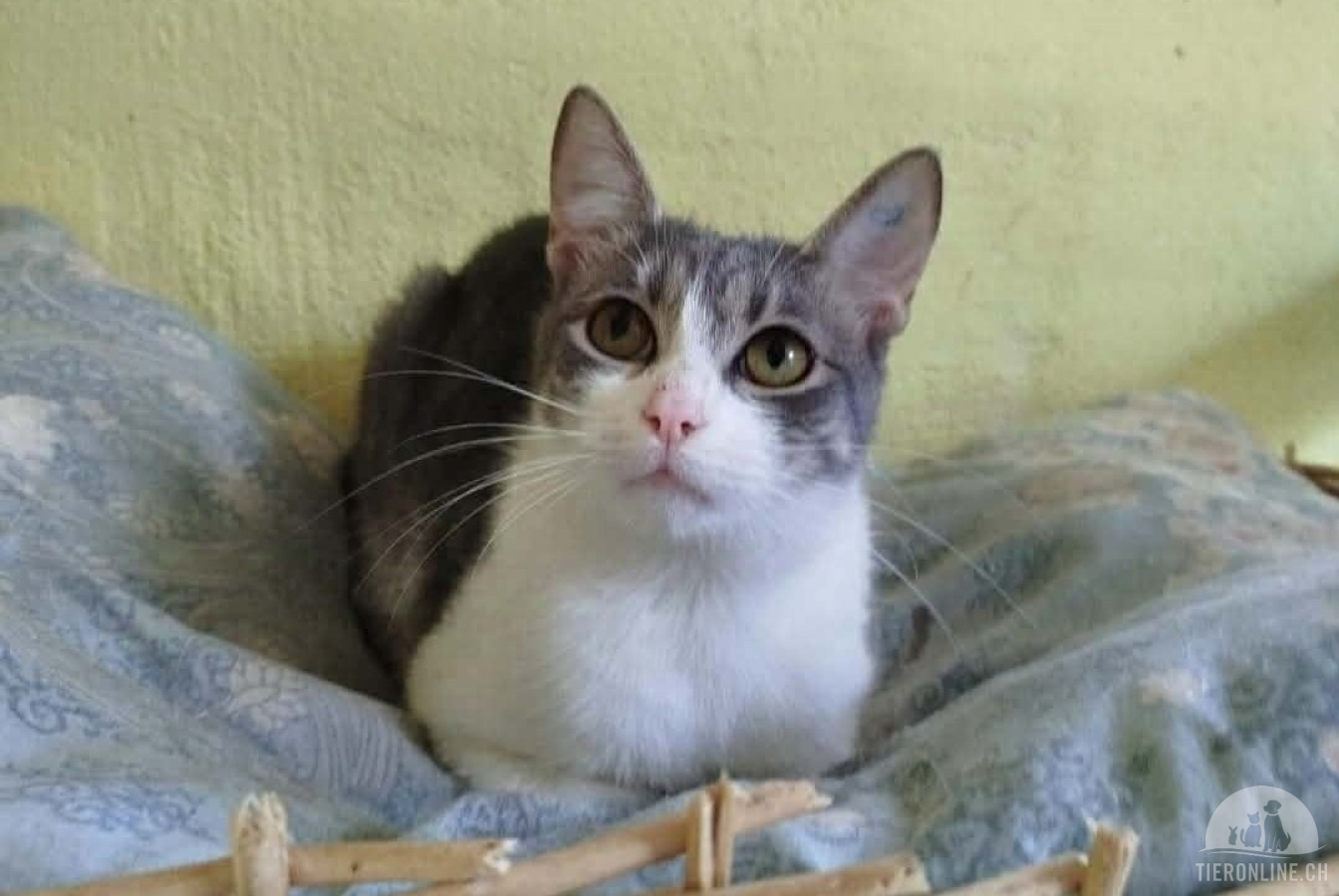 Katzen Ausland