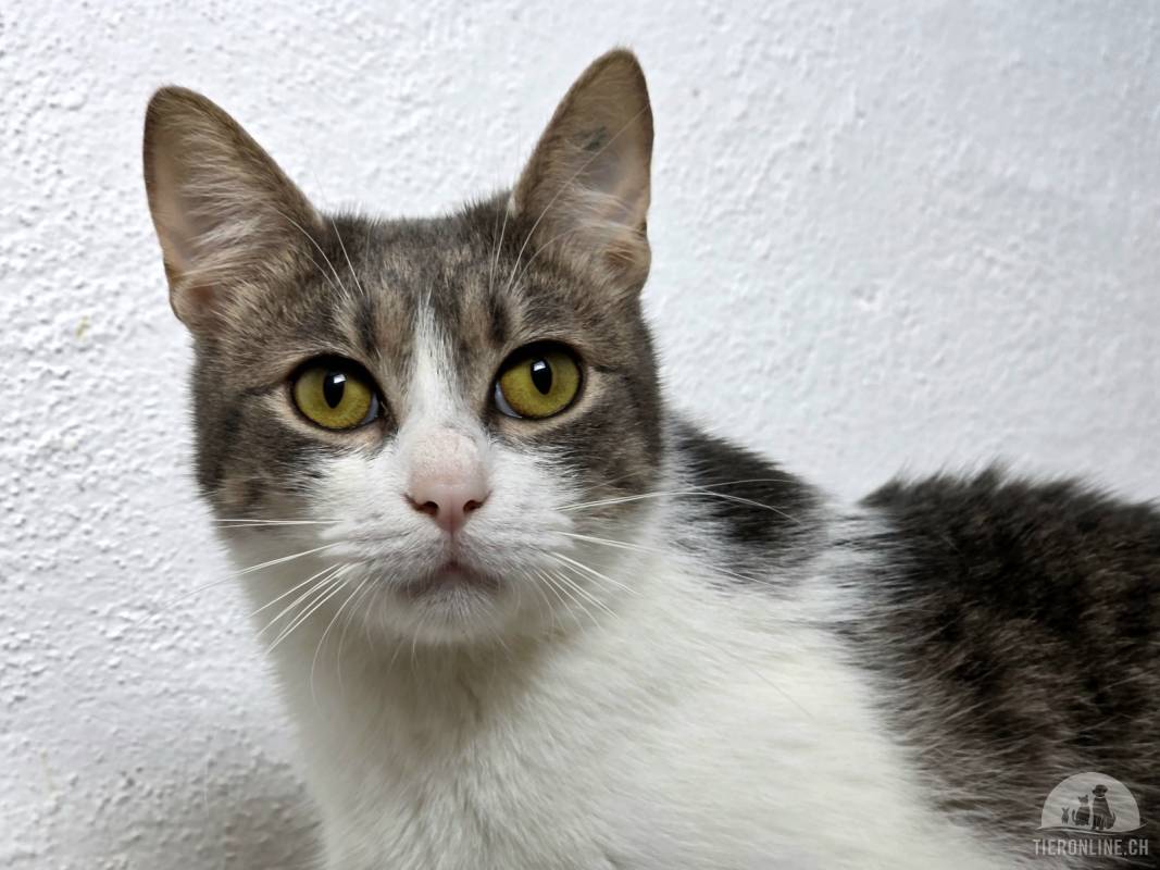 Mila (1 Jahr) sucht ein warmes Körbchen