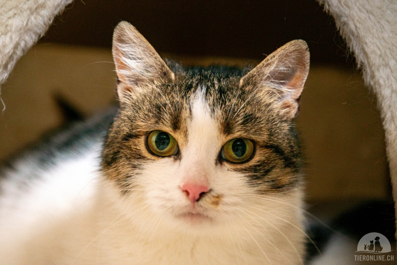 Katzen Ausland