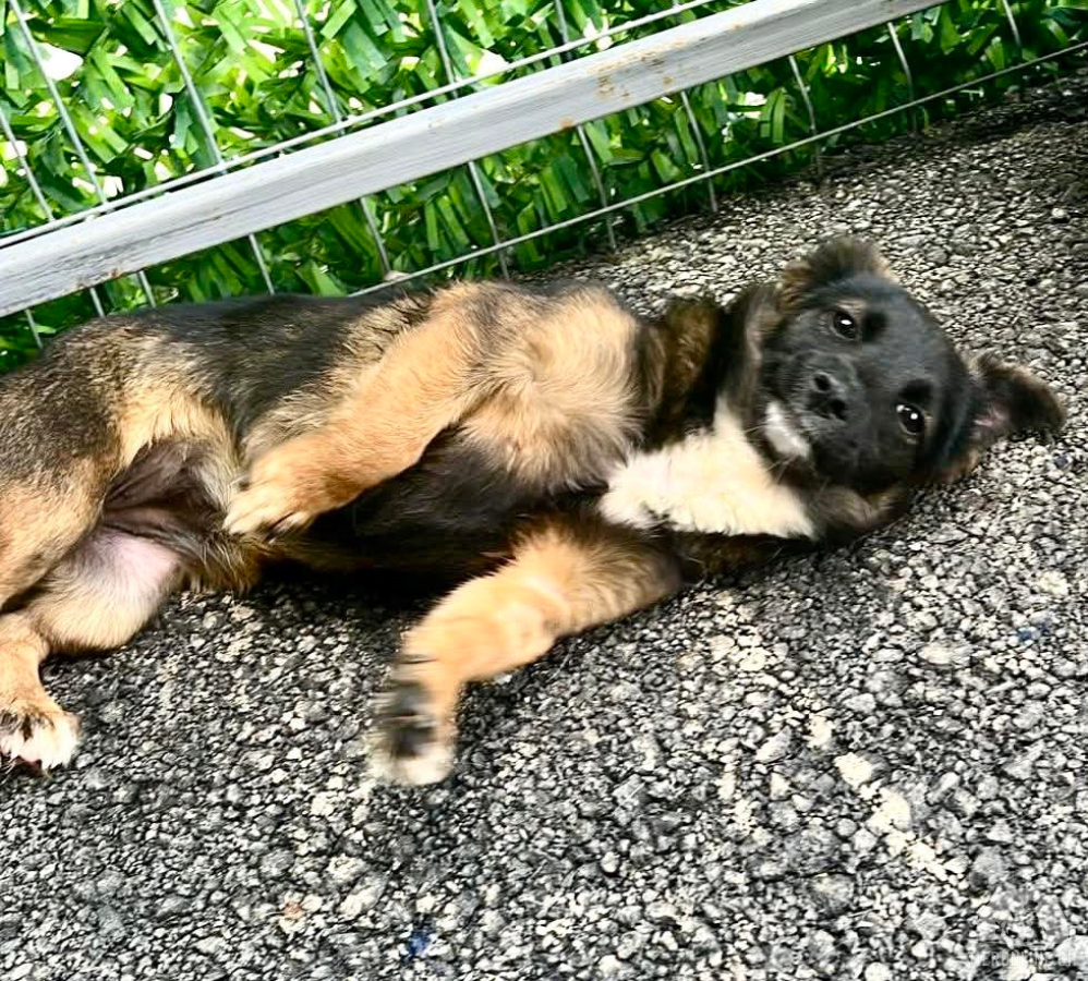 Hunde Ausland